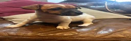 Jack Russell dogs for sale: 3 beautiful Jack Russel girls  - Advert 4