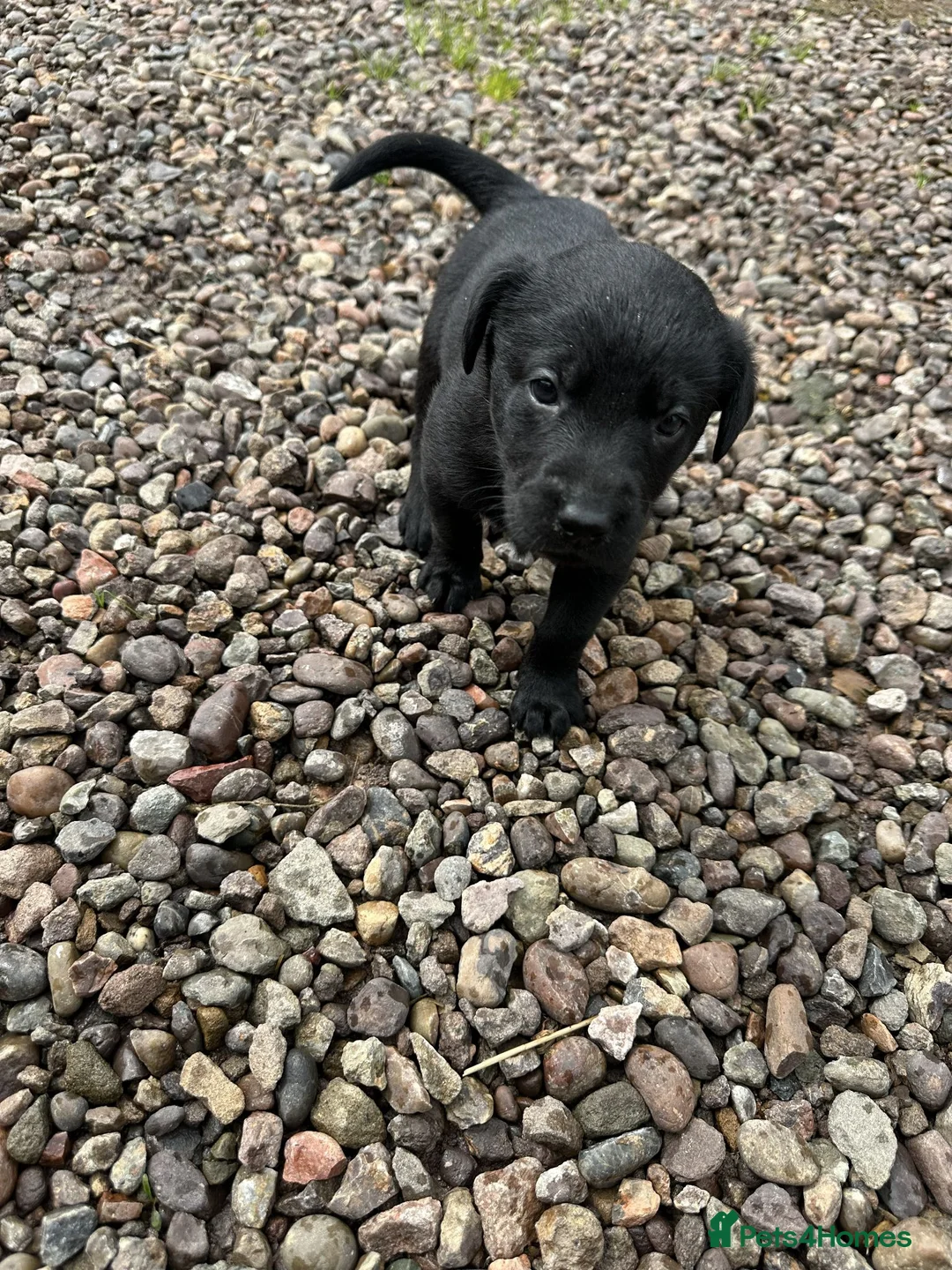 Labrador Retriever dogs for sale: Premium Labrador Puppies – Black and Charcoal - Advert 29