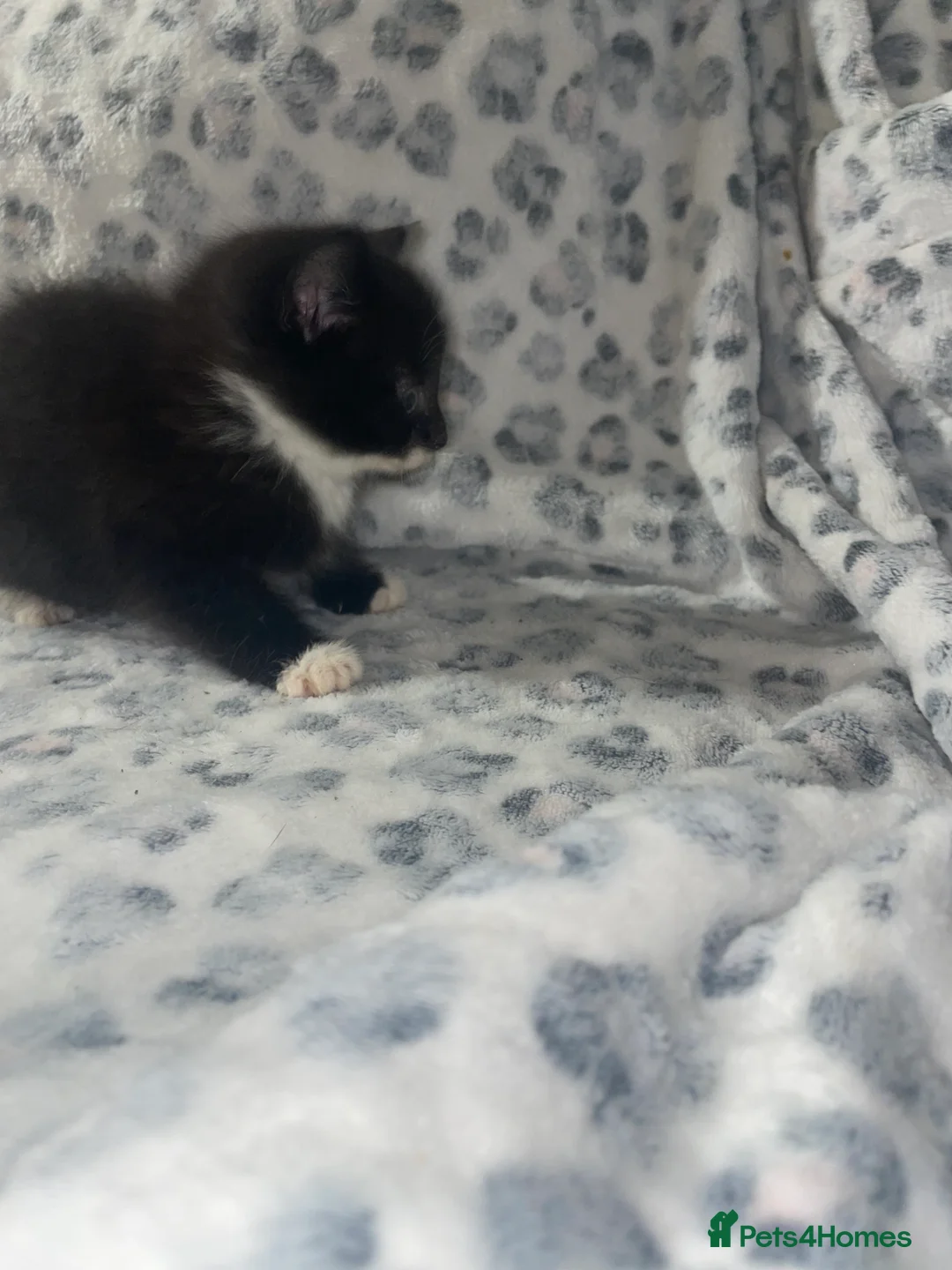 Mixed Breed cats for sale: ready to leave now! black and white kittens - Advert 10