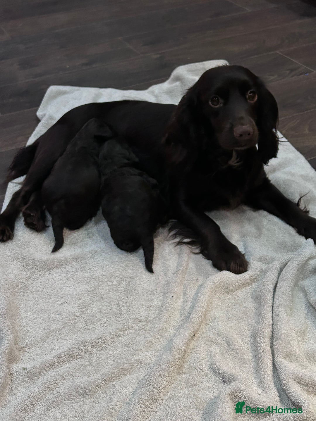 Cockapoo dogs for sale: Cockapoo male - Advert 1