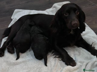 Cockapoo dogs Cockapoo male - Advert 2