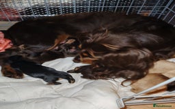 Cockapoo dogs for sale: Beautiful Phantom cockerpoo puppies  - Image 10
