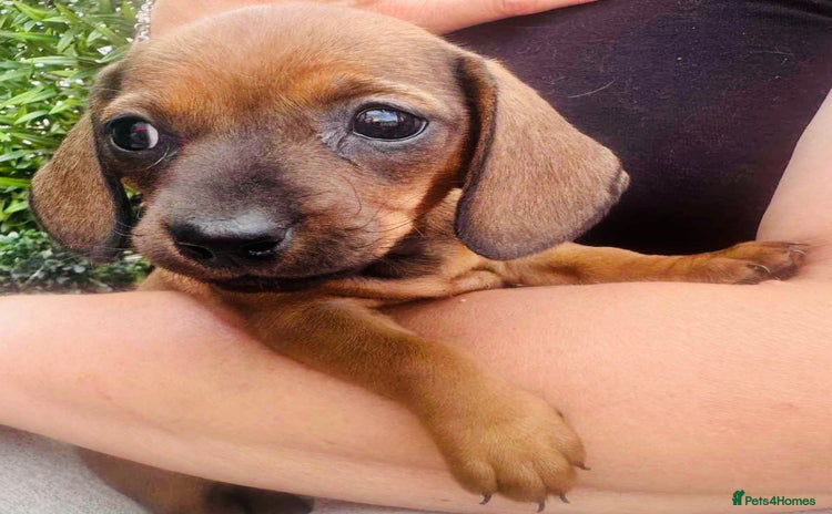 Miniature Dachshund dogs - Advert 6