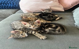 Bengal cats for sale: 1 grey bengal kitten.  - Image 6