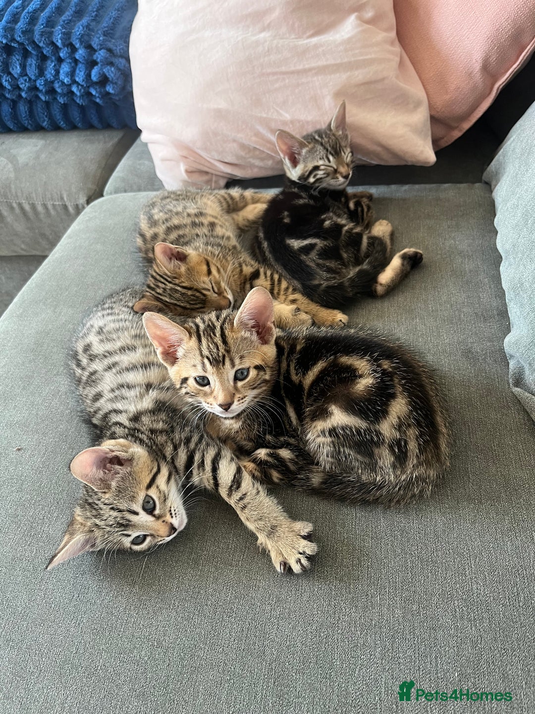 Bengal cats for sale: 1 grey bengal kitten.  - Image 6
