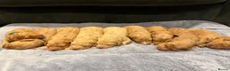 Labradoodle dogs for sale: 🐾 F1B Labradooles 🐾 2 sold already  in Ware - Advert 3