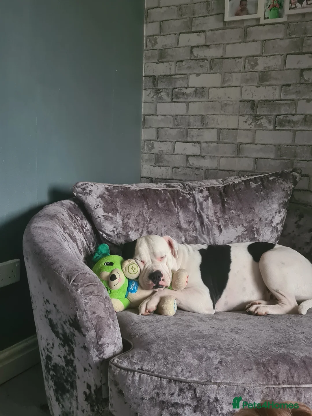 Alapaha Blue Blood Bulldog dogs for stud: Bitch looking for stud - Advert 11