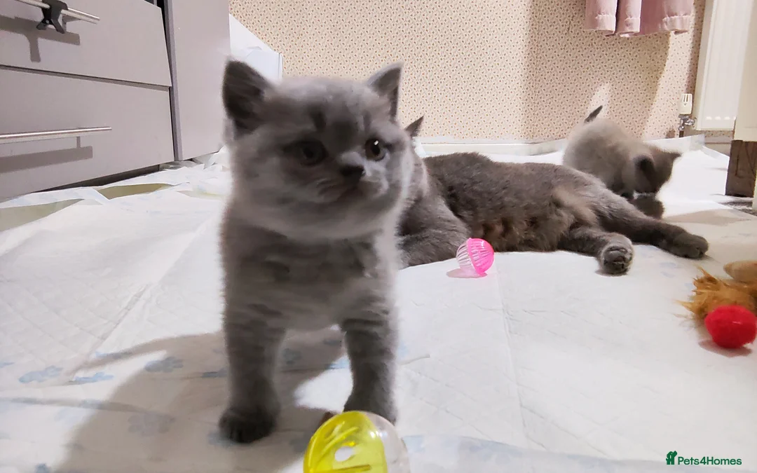 British Shorthair cats for sale: British Short hair kittens - Advert 2