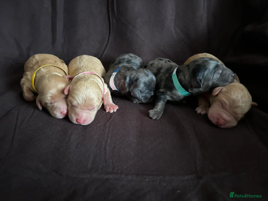 Mixed Breed dogs for sale: 💕Cutest Australian Labradoodle Puppies💕 - Advert 1