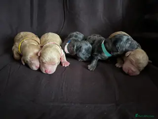 Mixed Breed dogs 💕Cutest Australian Labradoodle Puppies💕 - Advert 6