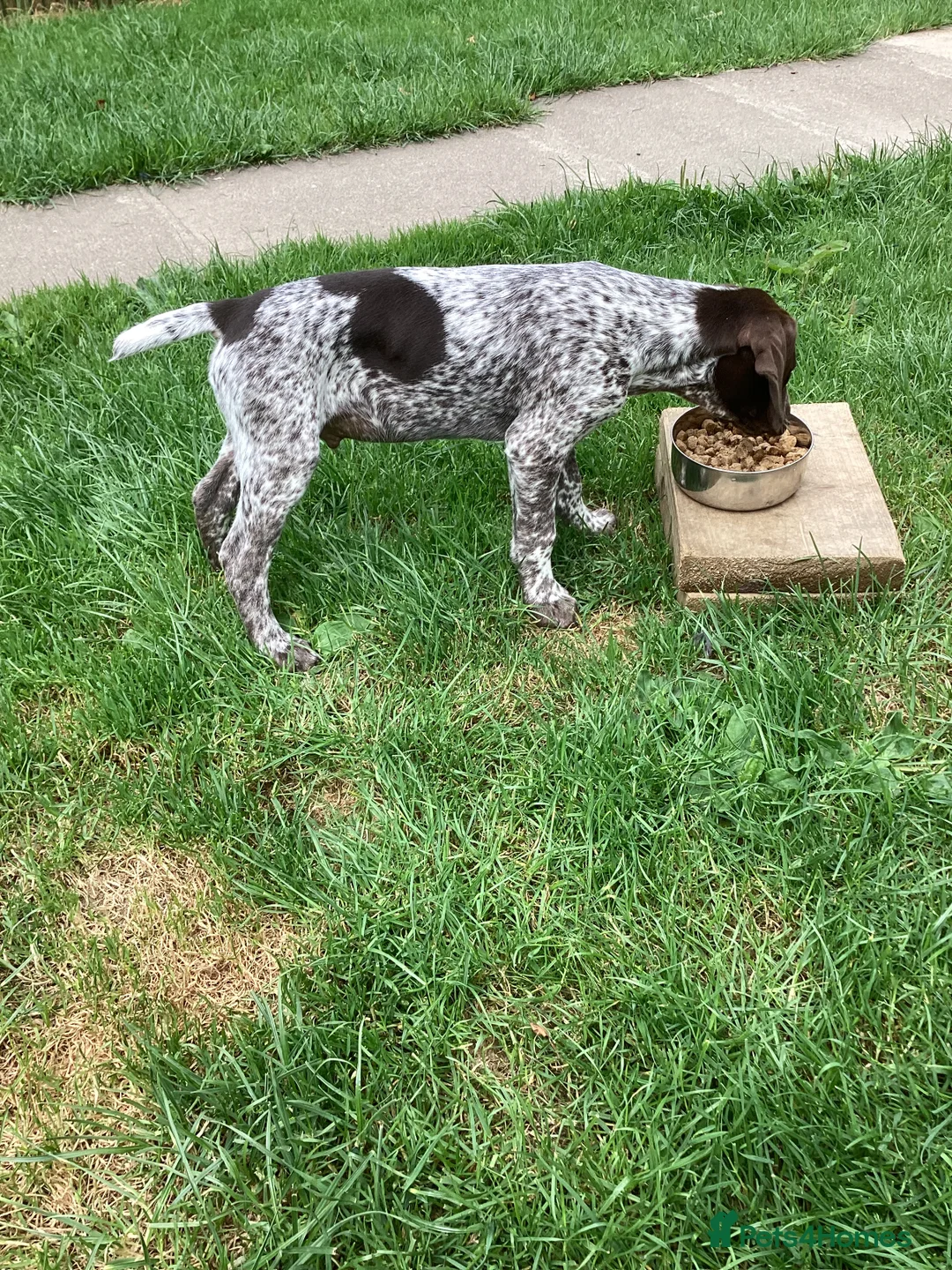 German Shorthaired Pointer dogs for sale: German Shorthaired Pointer pups for sale in Milnthorpe - Advert 2