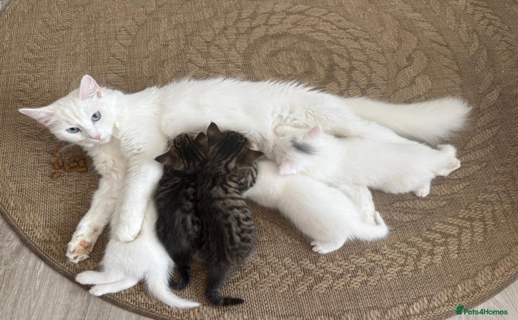 Siberian cats - Advert 2