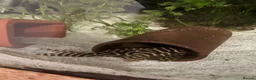 Plecos fish for sale: L333 King Tiger Goldline Plecos. Standard grade.  - Advert 2