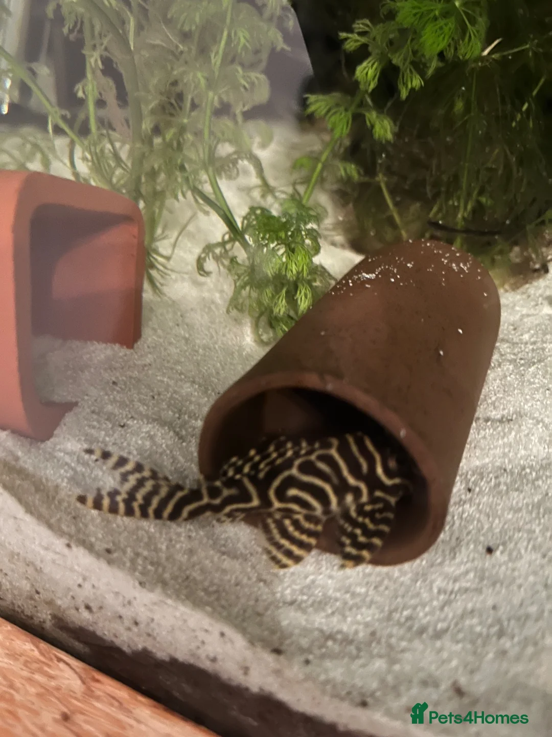 Plecos fish for sale: L333 King Tiger Goldline Plecos. Standard grade.  - Advert 2
