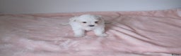 Bichon Frise dogs for sale: Beautiful shih tzu Puppies  male & fe - Advert 3