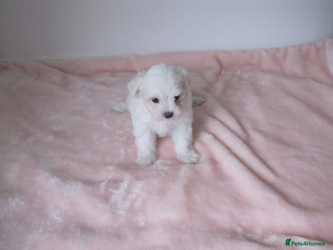 Bichon Frise dogs for sale: Beautiful shih tzu Puppies  male & fe - Advert 3