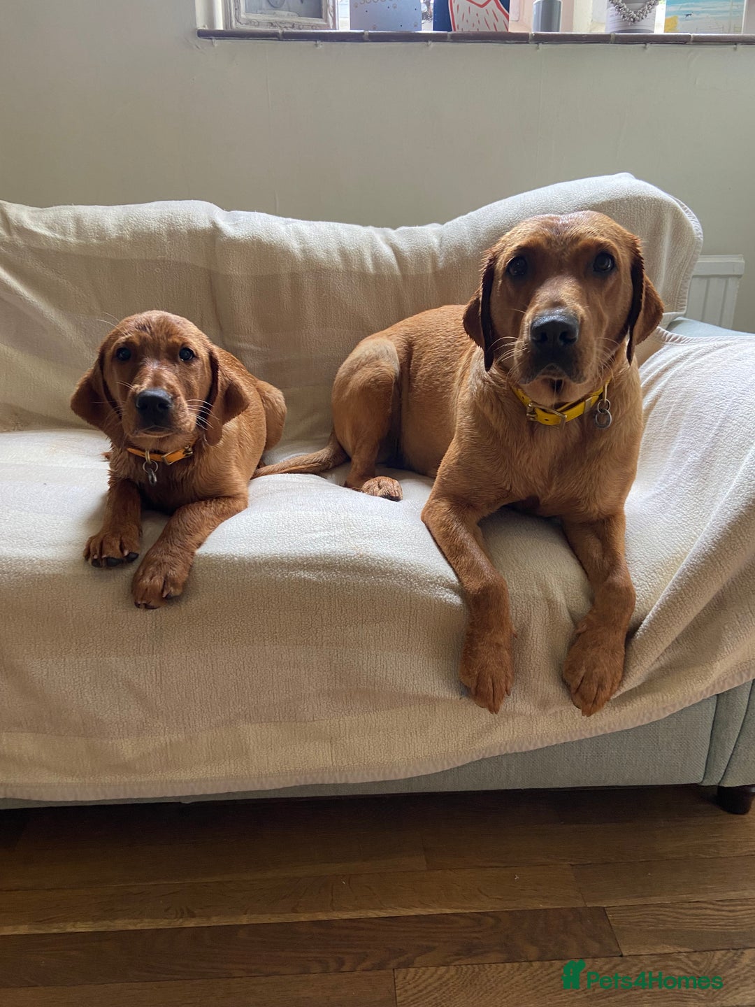 Labrador Retriever dogs for sale: DUE MID-JANUARY. Fox Red Labrador puppies.  - Advert 22