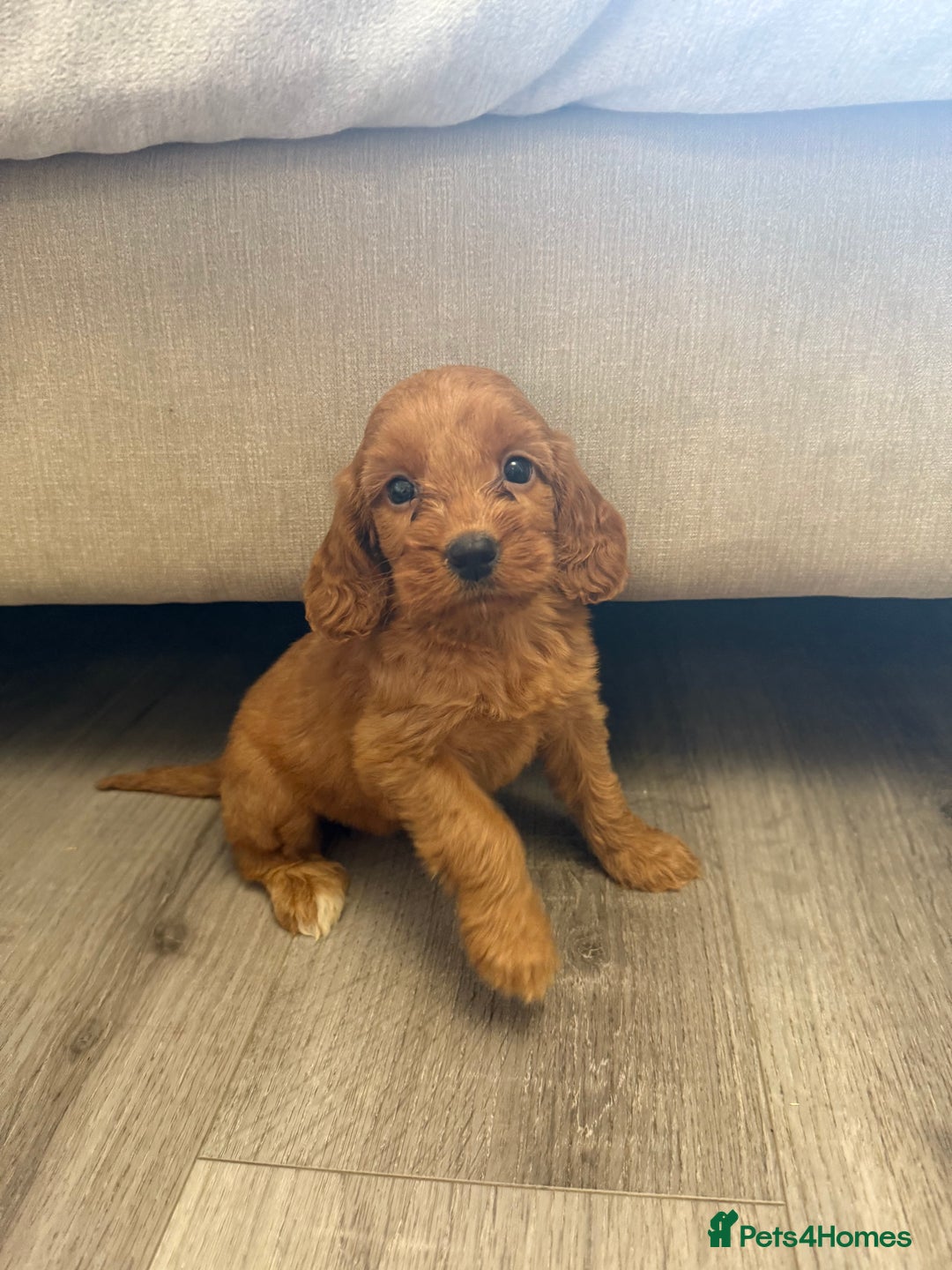 Cockapoo dogs for sale: STUNNING RED F1 COCKAPOO PUPPIES - Image 10