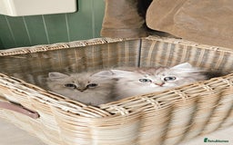 Siberian cats for sale: Gorgeous Pure Siberian Kittens For Sale  - Image 3