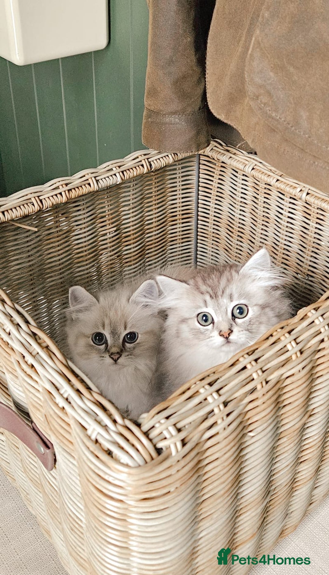 Siberian cats for sale: Gorgeous Pure Siberian Kittens For Sale  - Image 3