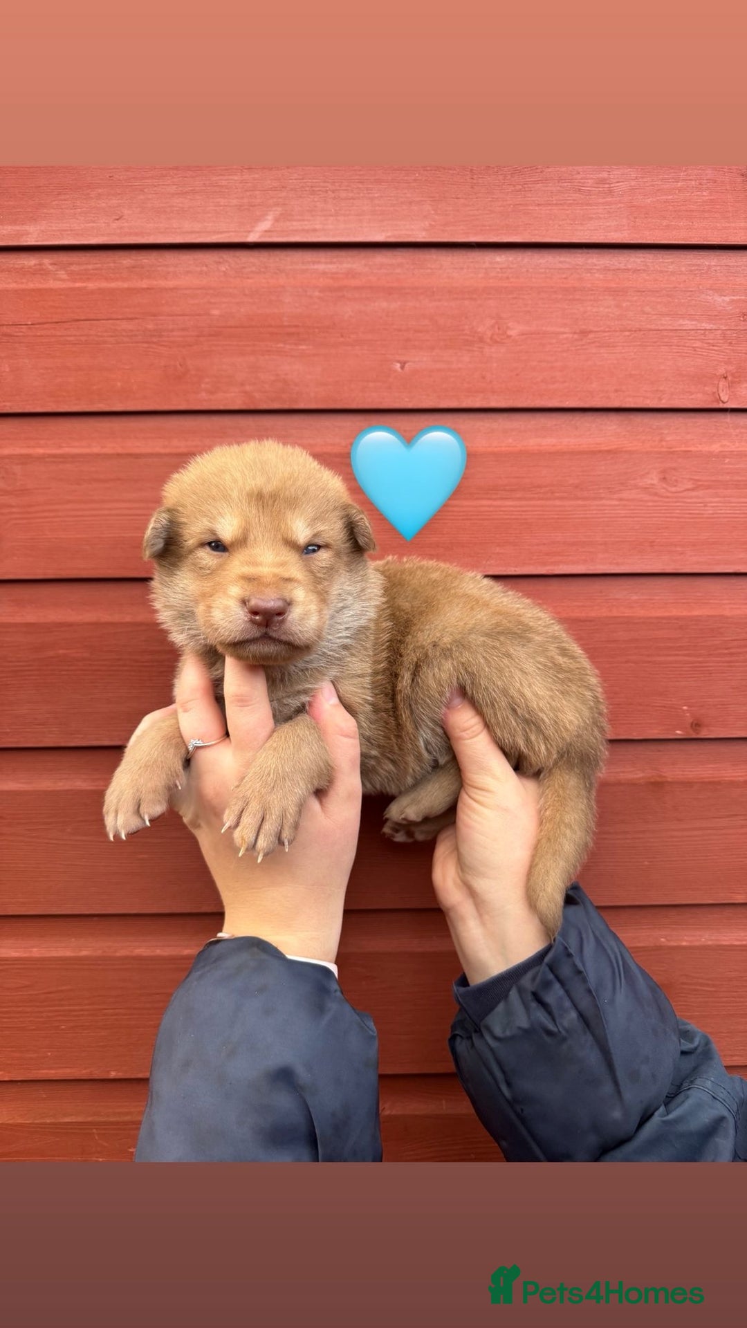 Saarloos Wolfdog dogs for sale: Stunning Low Content Wolfdog Puppies - Advert 15