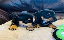 Jack Russell dogs for sale: Outstanding miniature Jack Russell puppies  - Image 2