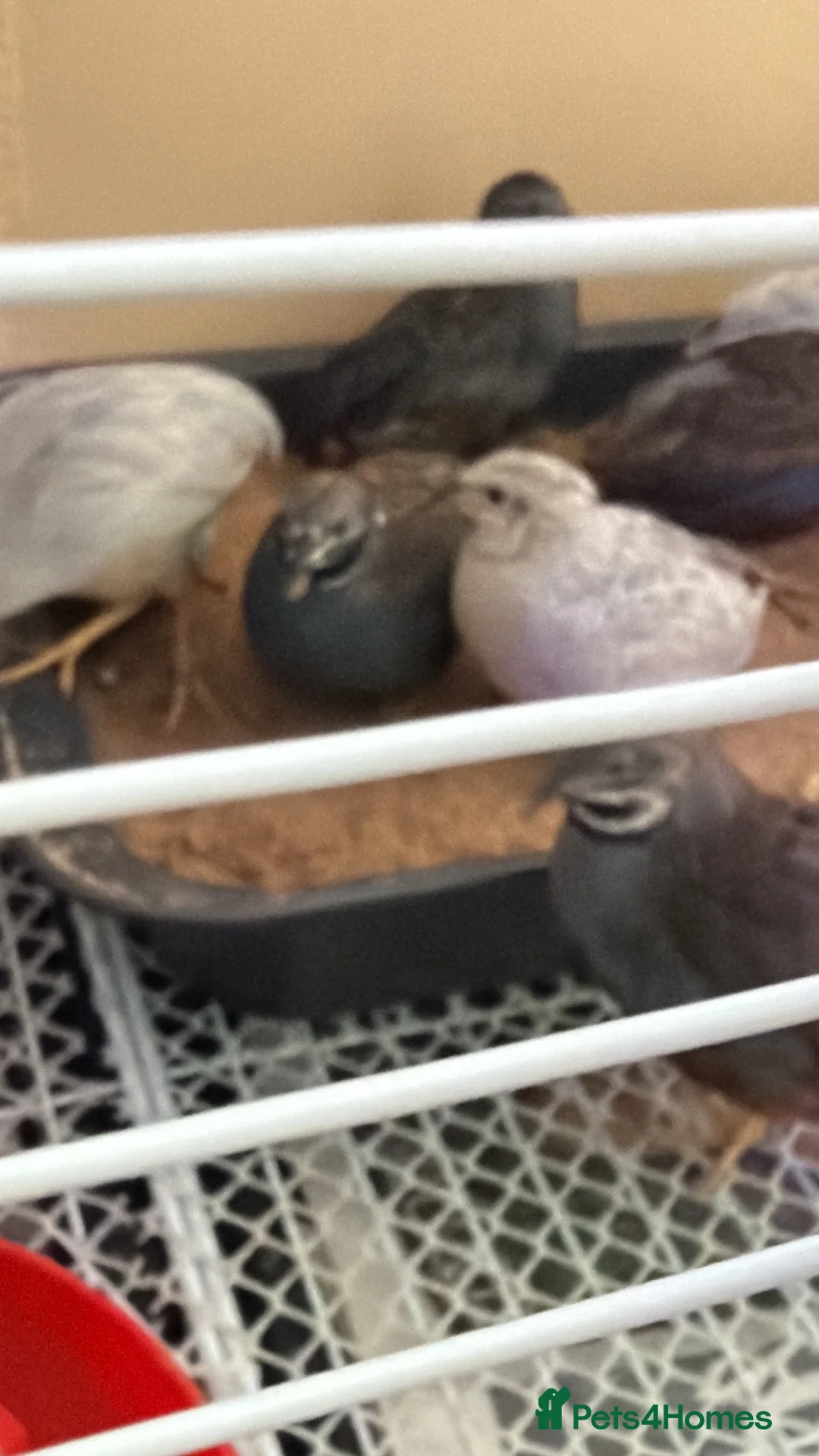 Quail poultry for sale: Button quails (male) - Advert 2