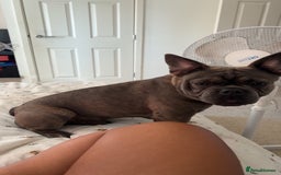 French Bulldog dogs for sale: Chicco for re homing. - Image 1