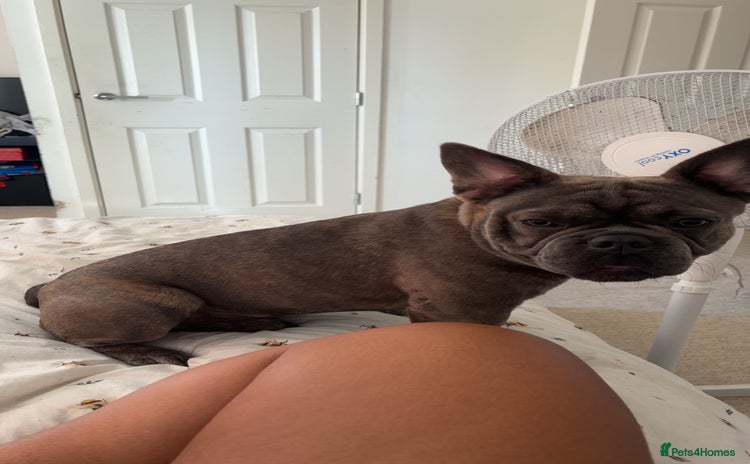French Bulldog dogs - Advert 2