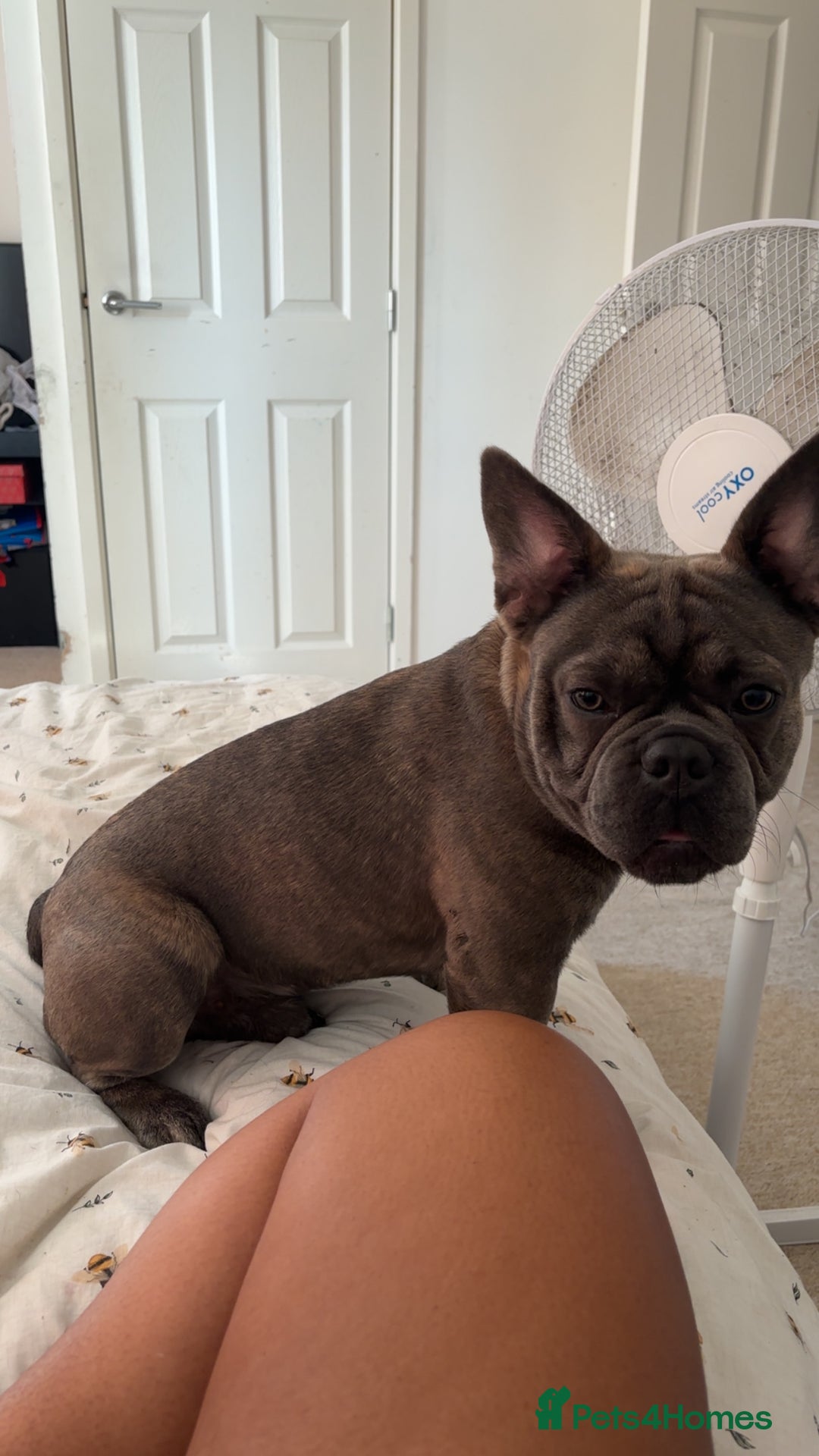 French Bulldog dogs for sale: Chicco for re homing. - Image 1