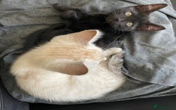 Bengal cats for sale: Part Snow Bengal Kitten - Image 7