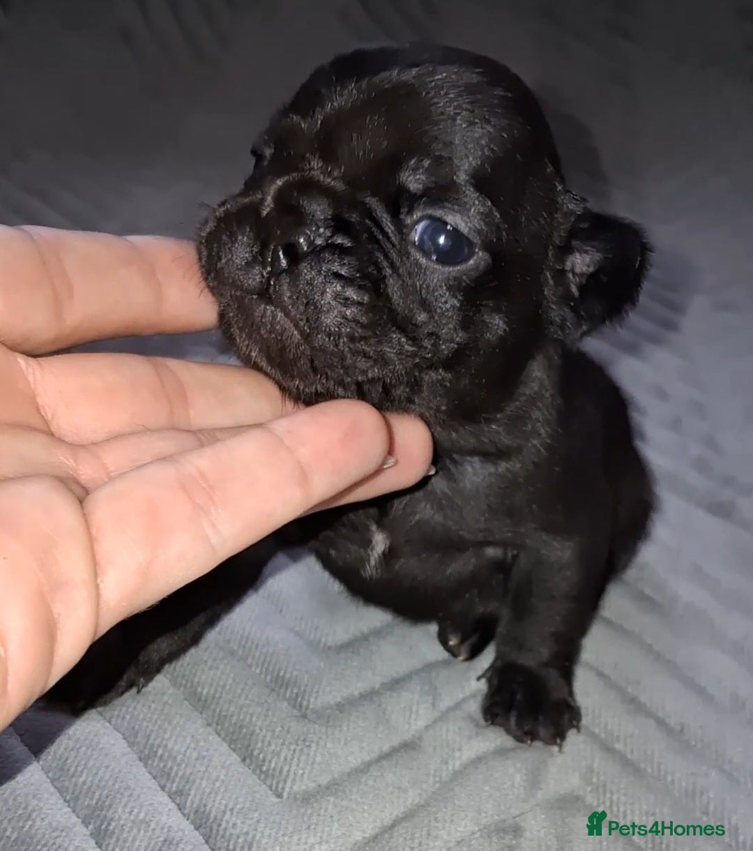 French Bulldog dogs for sale: 8 stunning french bulldogs - Advert 12