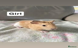 Guinea Pig rodents for sale: Guniea pigs ready to be reserved!  - Image 2