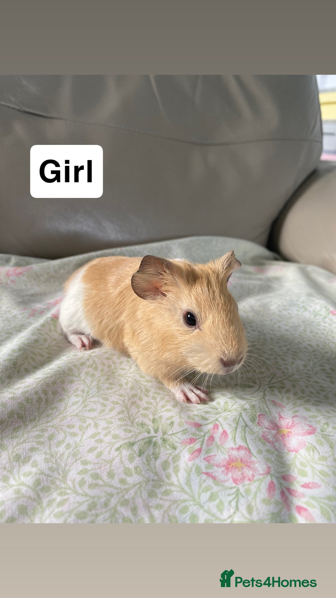 Guinea Pig rodents for sale: Guniea pigs ready to be reserved!  - Image 2