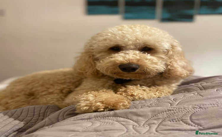 Poodle dogs - Advert 1