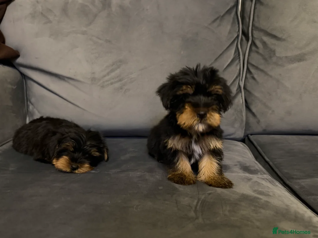 Yorkshire Terrier dogs for sale: 🌸 Stunning Yorkshire terrier puppies available 🌸 - Advert 5