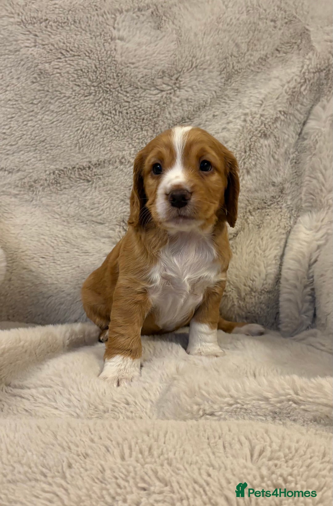 Cocker Spaniel dogs for sale: Working cocker spaniel boy - Image 5