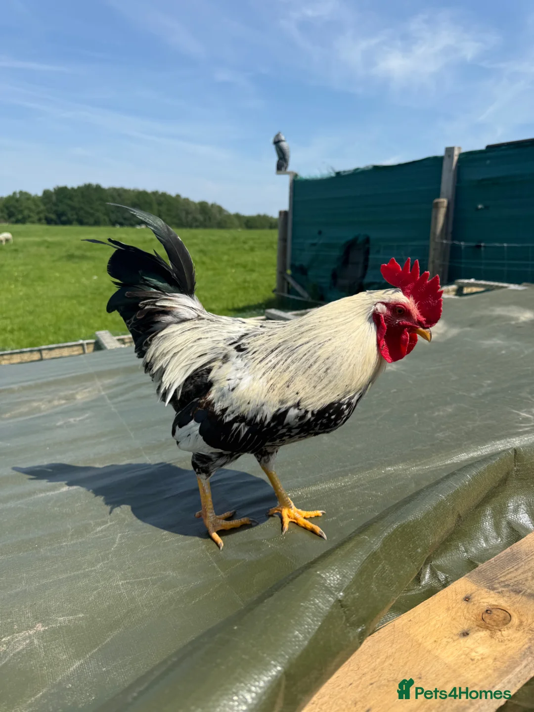 Chickens poultry for sale: Friendly Cockerel for rehoming in Stockport - Advert 1