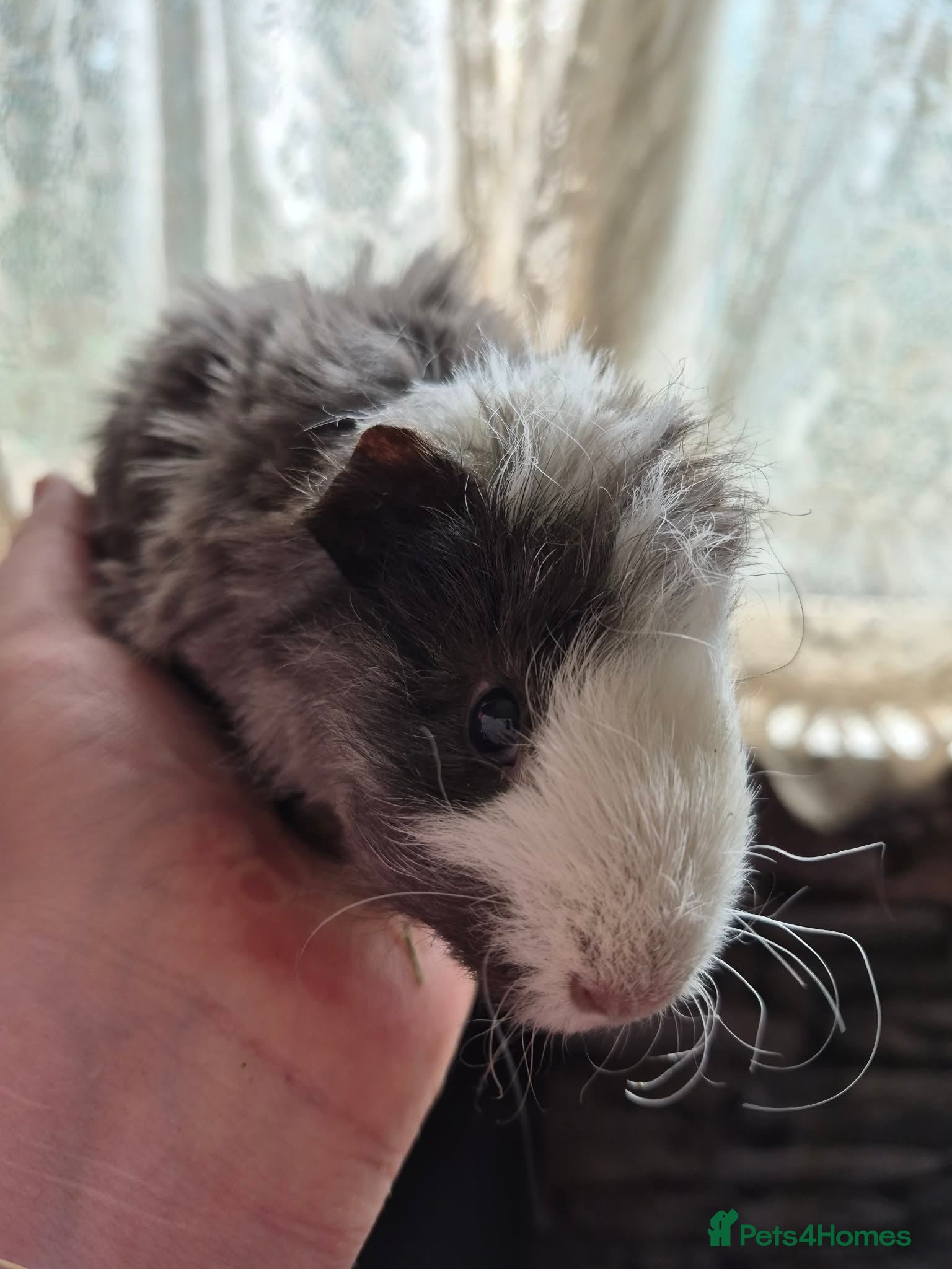 Guinea Pig rodents I have boars for sale pure and cross - Advert 9