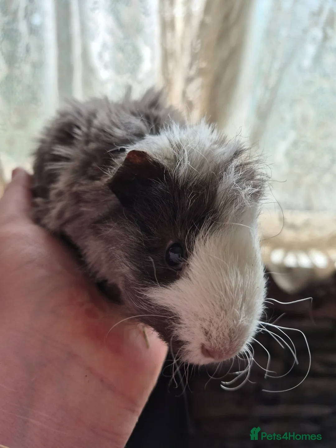 Guinea Pig rodents for sale: I have boars for sale pure and cross - Advert 1