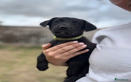 Borador dogs for sale: Beautiful intelligent Borderdors for sale  - Image 6