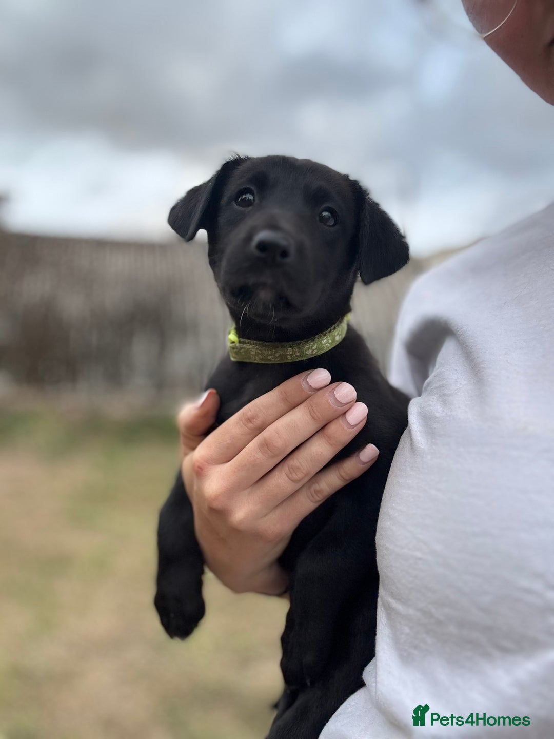 Borador dogs for sale: Beautiful intelligent Borderdors for sale  - Image 6