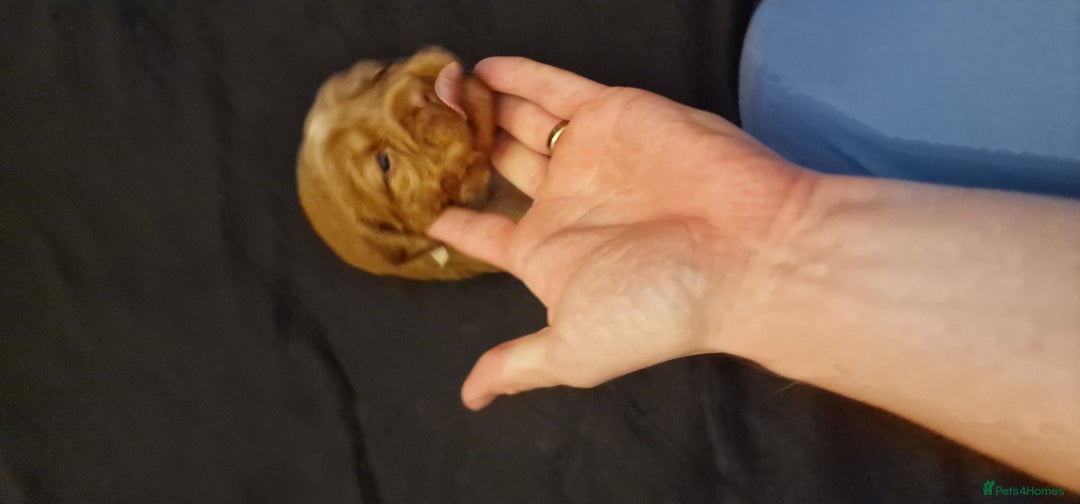 Cocker Spaniel dogs for sale: Cocker spaniel puppies - Image 26