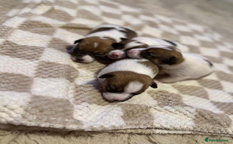 Jack Russell dogs - Advert 1