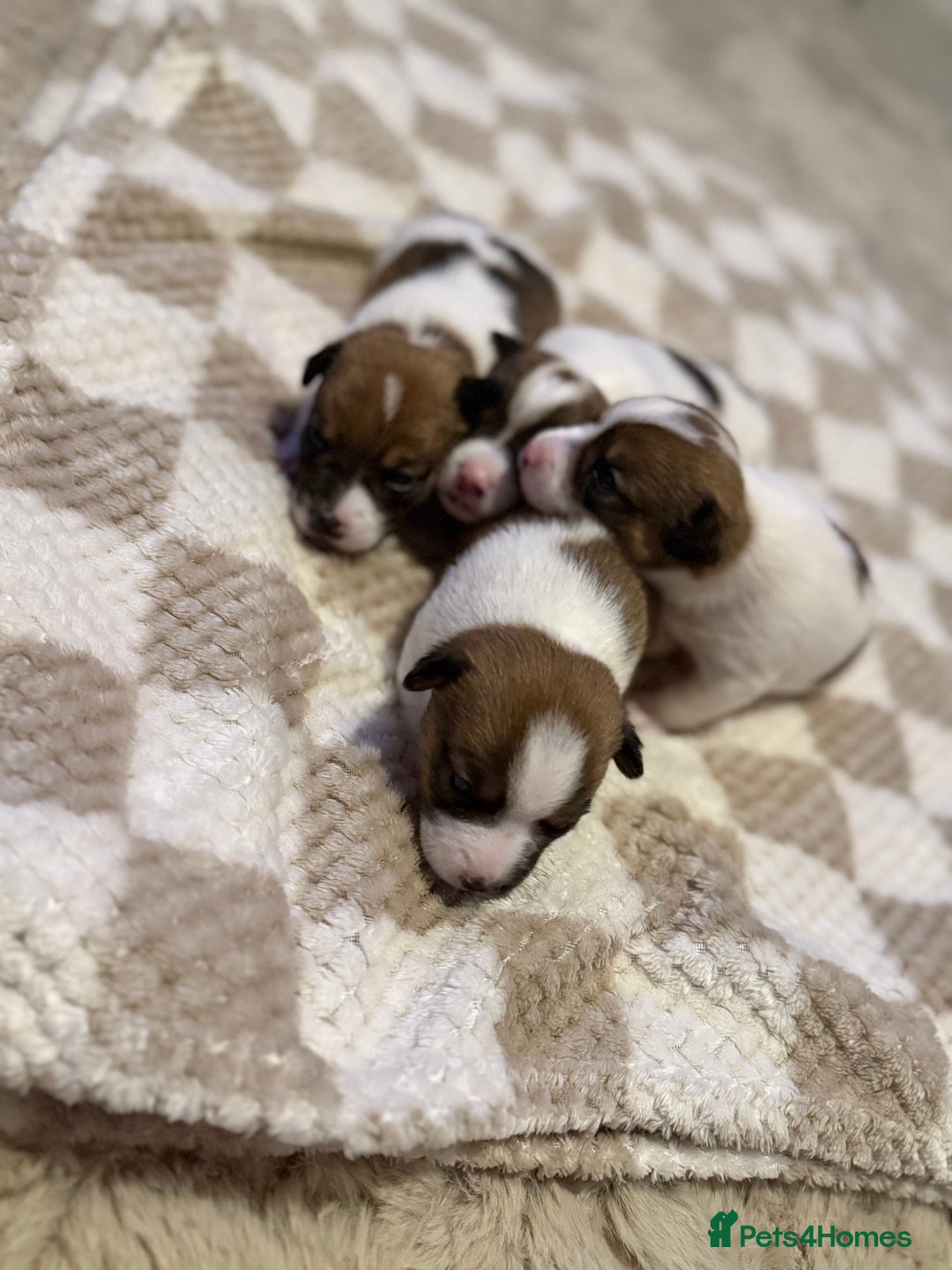 Jack Russell dogs for sale: Tri short legged jack Russell puppies - Image 1