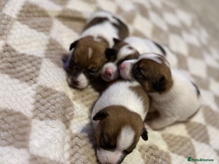 Jack Russell dogs - Advert 33