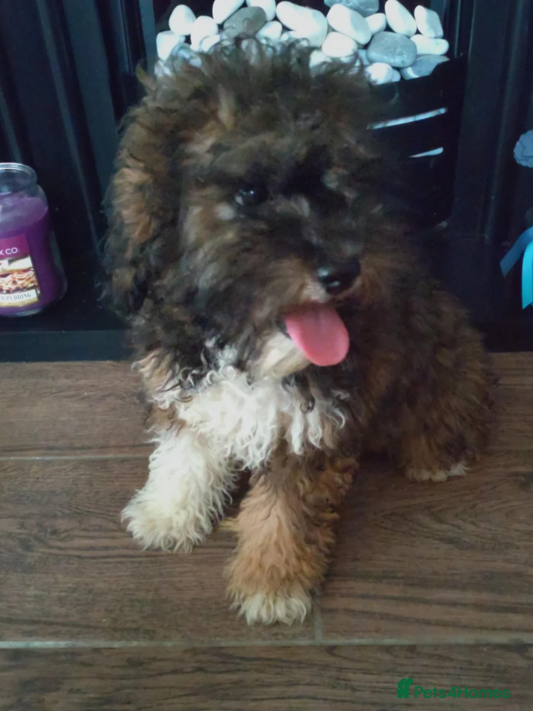 Poochon dogs for sale: Poochon puppies beautiful girls fully vaccinated  - Advert 23
