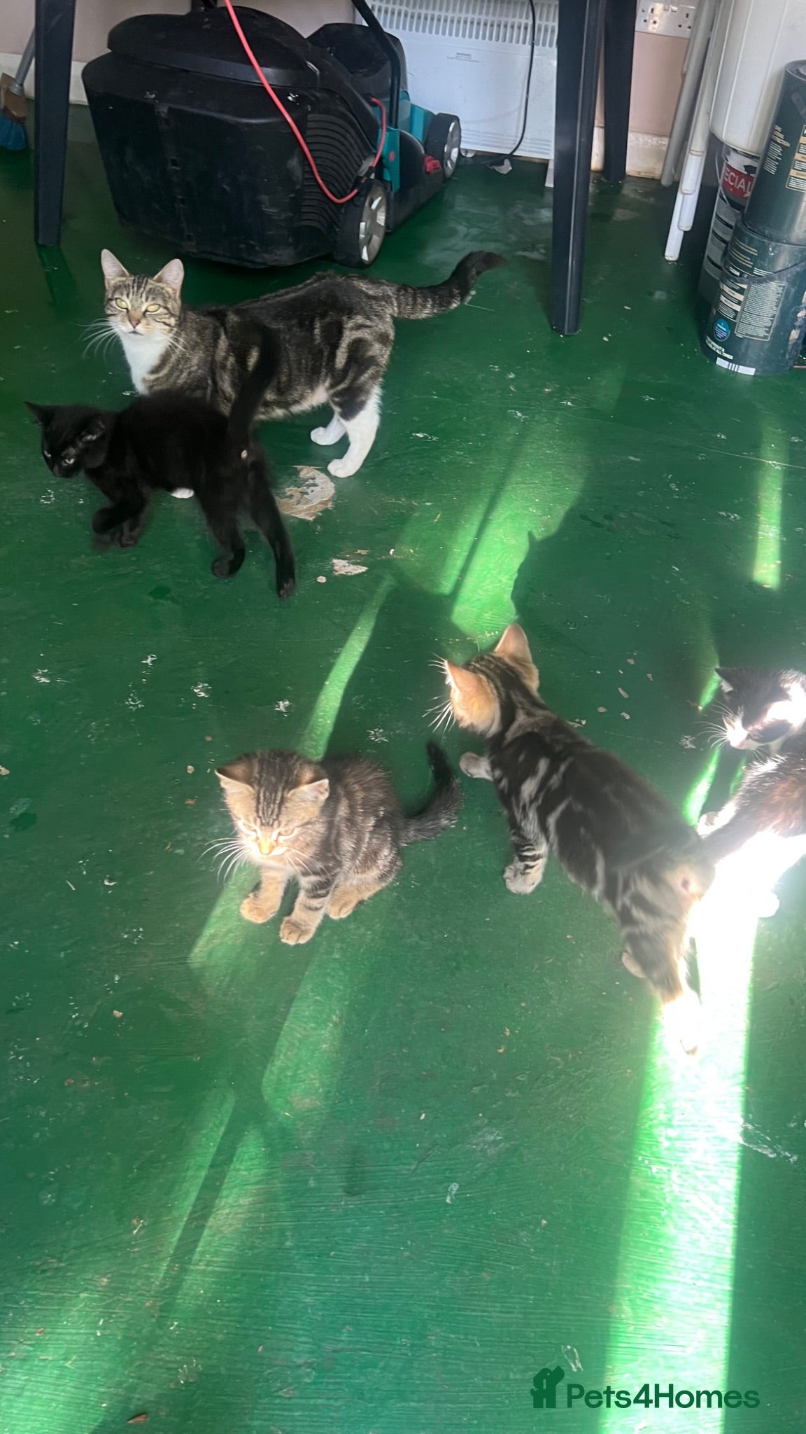 Mixed Breed cats 4 Adorable Kittens😍🐾 - Advert 2