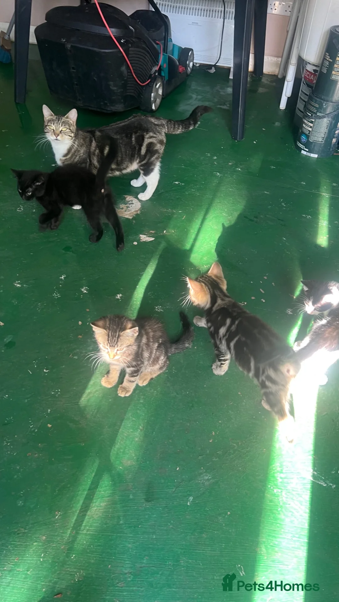 Mixed Breed cats for sale: 4 Adorable Kittens😍🐾 - Advert 2