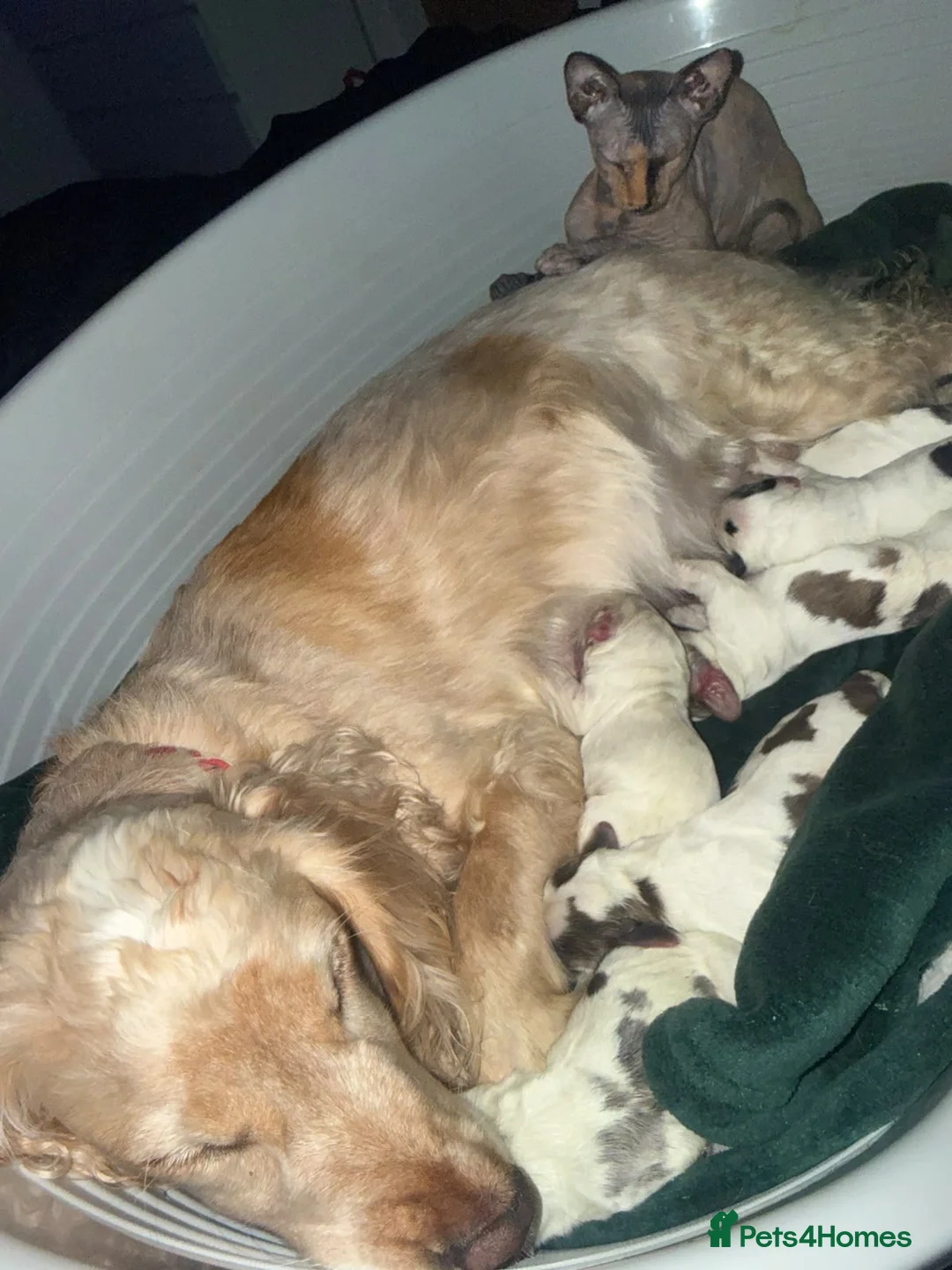 Cocker Spaniel dogs for sale: Kc registered show cocker spaniels in Keighley - Advert 2